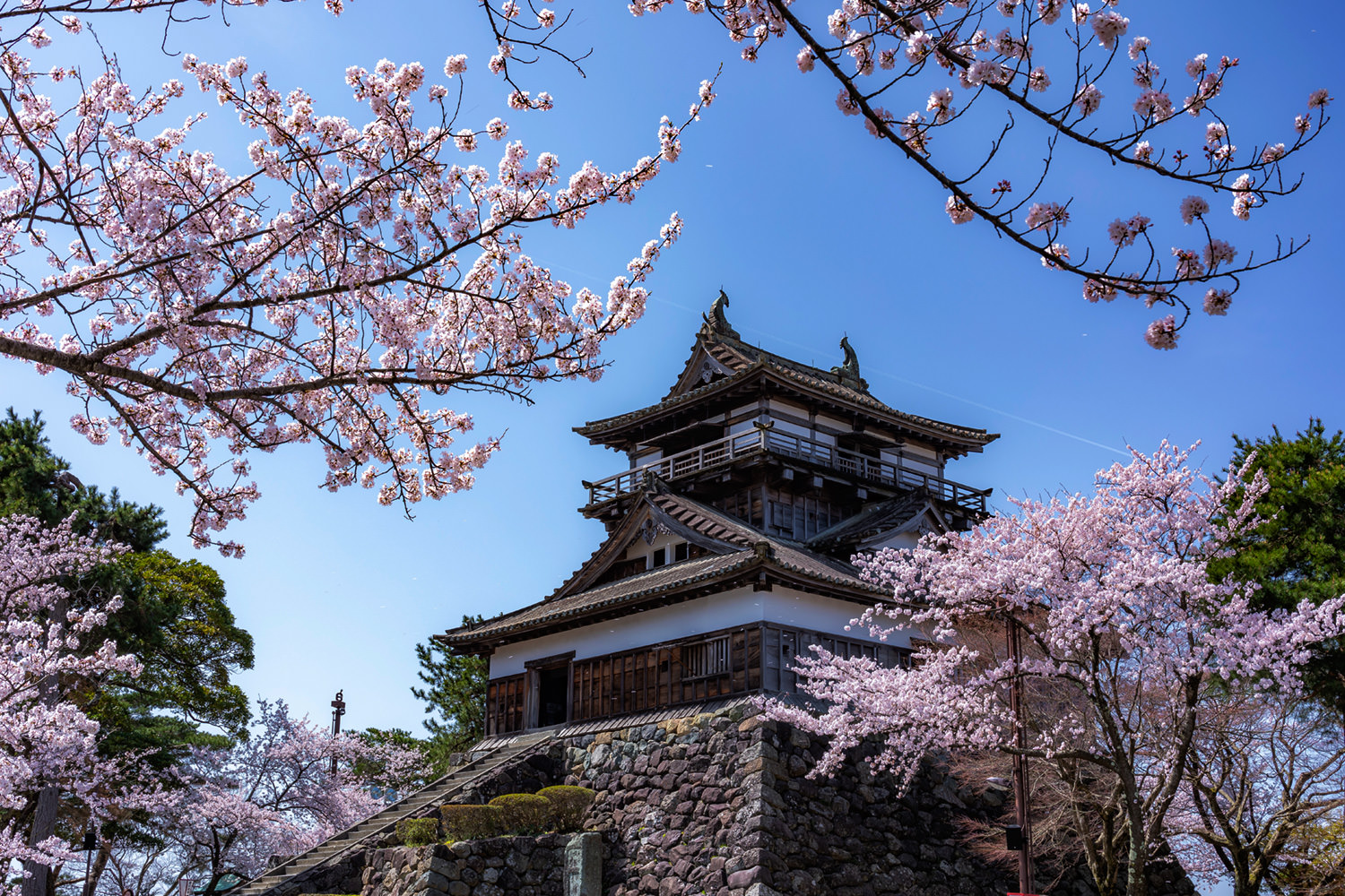 MaruokaJo, a Japanese castle surrounded by cherry blossoms.